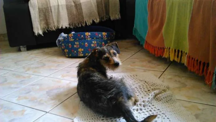 Cachorro ra a vira lata idade 7 a 11 meses nome jeniffer