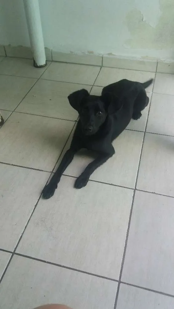 Cachorro ra a Misturada idade 7 a 11 meses nome Mabi