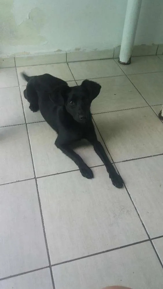 Cachorro ra a Misturada idade 7 a 11 meses nome Mabi