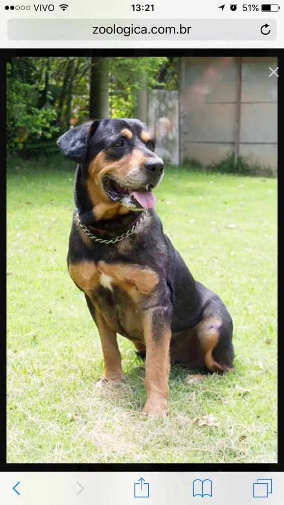 Cachorro ra a Rotweiller  idade 3 anos nome Hot