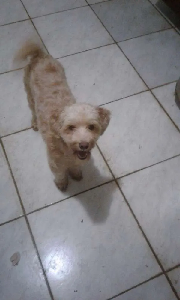 Cachorro ra a Poodle idade 7 a 11 meses nome Layla