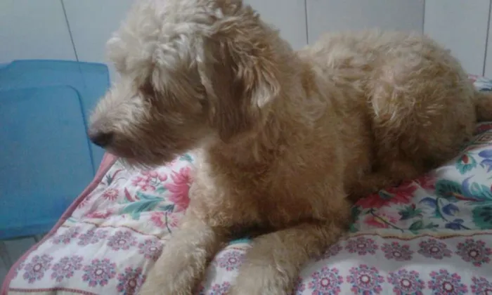 Cachorro ra a Poodle idade 7 a 11 meses nome Layla