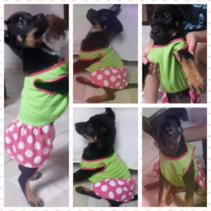 Cachorro raça SRD idade 2 a 6 meses nome Pandora (Pan)