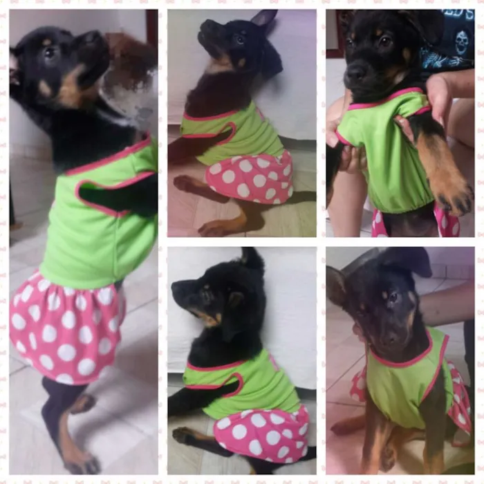 Cachorro ra a SRD idade 2 a 6 meses nome Pandora (Pan)