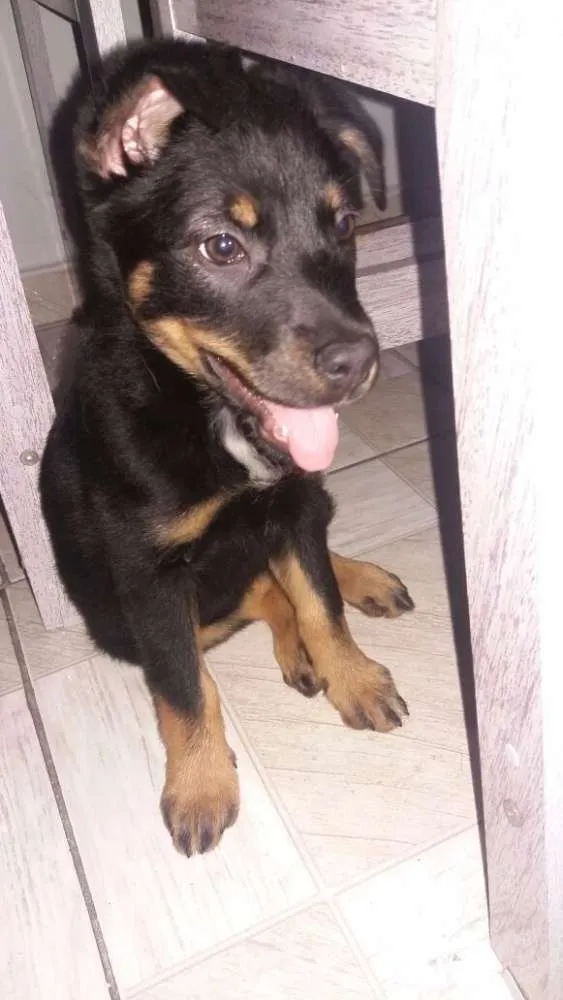 Cachorro ra a SRD idade 2 a 6 meses nome Pandora (Pan)