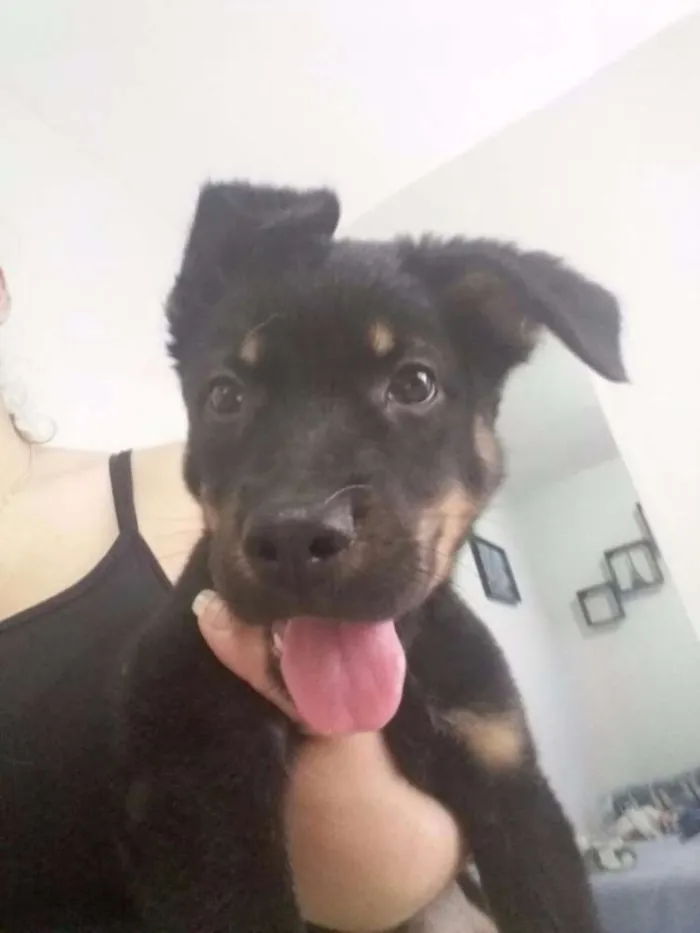 Cachorro ra a SRD idade 2 a 6 meses nome Pandora (Pan)