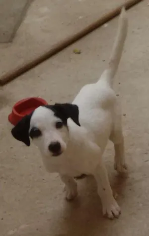 Cachorro raça Vira Lata idade 2 a 6 meses nome Branquinha