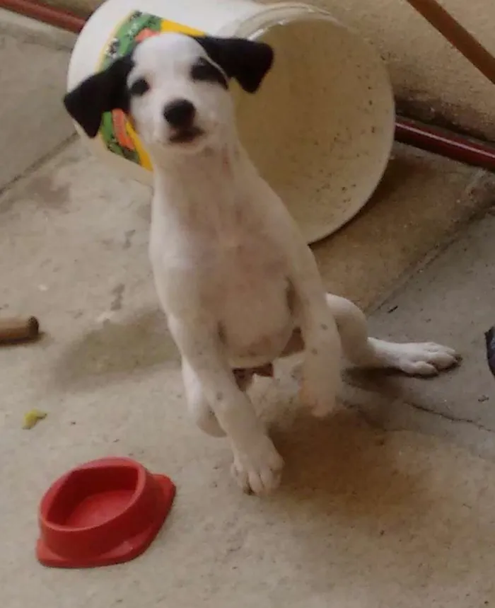 Cachorro raça Vira Lata idade 2 a 6 meses nome Branquinha