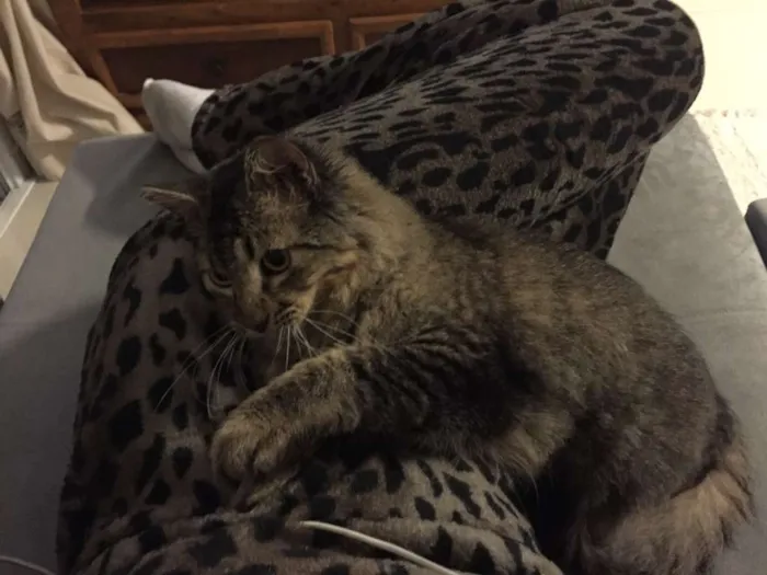 Gato raça SRD idade 1 ano nome FRANK