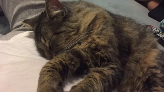 Gato raça SRD idade 1 ano nome FRANK