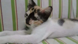 Gato raça SRD idade 2 a 6 meses nome Ritinha