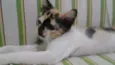 Ritinha