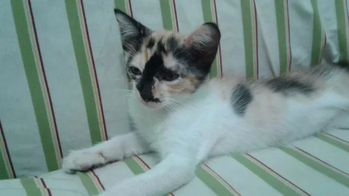 Gato ra a SRD idade 2 a 6 meses nome Ritinha