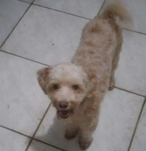 Cachorro ra a Poodle idade 7 a 11 meses nome Layla