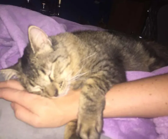 Gato raça SRD idade 1 ano nome FRANK