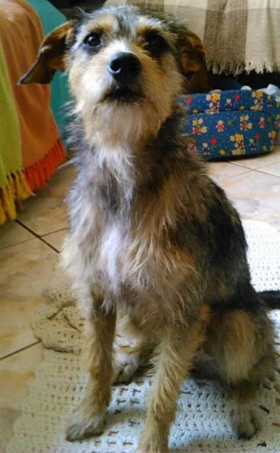 Cachorro ra a vira lata idade 7 a 11 meses nome jeniffer