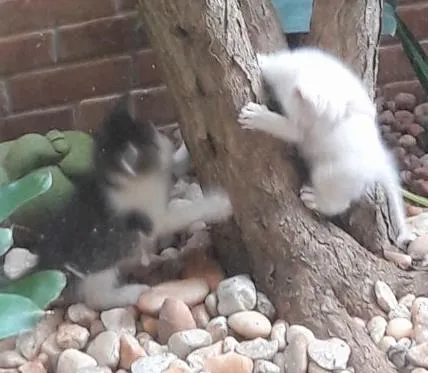 Gato ra a Sem raça definida idade Abaixo de 2 meses nome Sem nome