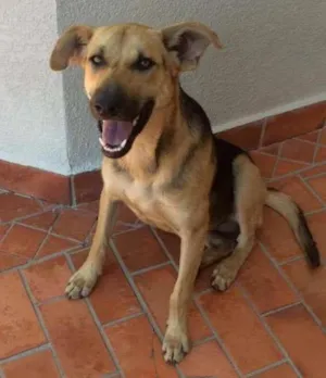 Cachorro raça sem raça definida idade 7 a 11 meses nome sem nome