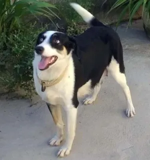Cachorro raça Mestiça idade 2 anos nome Panda