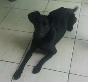 Cachorro raça Misturada idade 7 a 11 meses nome Mabi