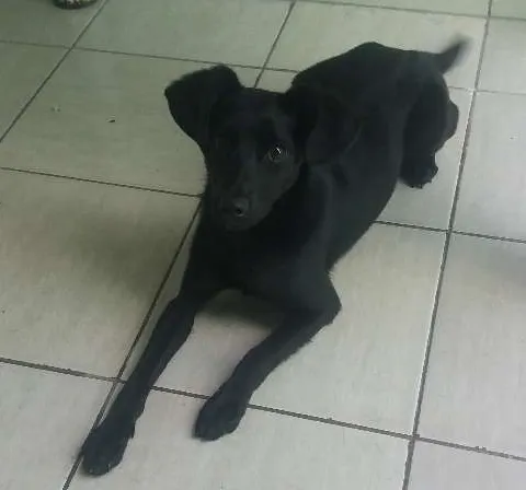 Cachorro ra a Misturada idade 7 a 11 meses nome Mabi