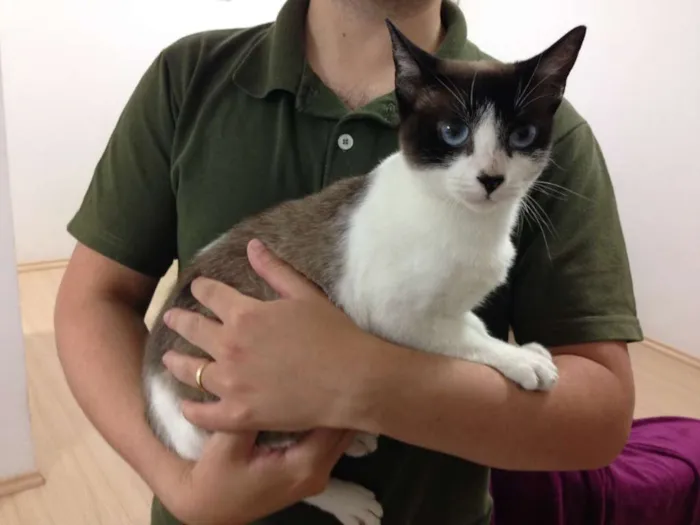 Gato ra a SRD idade 1 ano nome Lana
