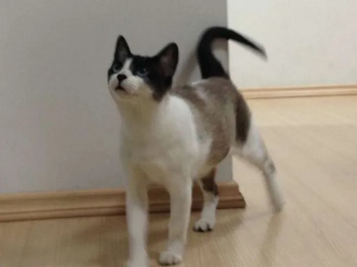 Gato ra a SRD idade 1 ano nome Lana