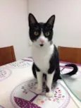 Tobias