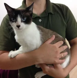 Gato raça SRD idade 1 ano nome Lana