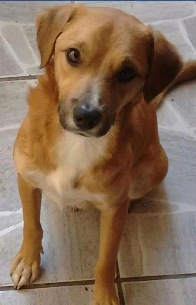 Cachorro ra a SRD idade 1 ano nome Costeinha