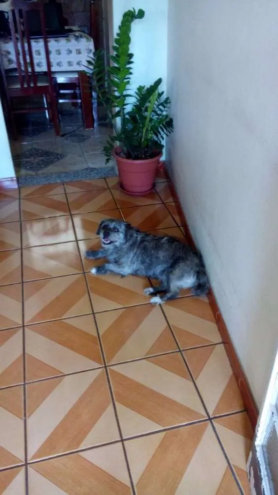Cachorro raça SRD idade 2 anos nome REBECA