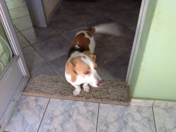 Cachorro raça Beagle idade 6 ou mais anos nome Duda