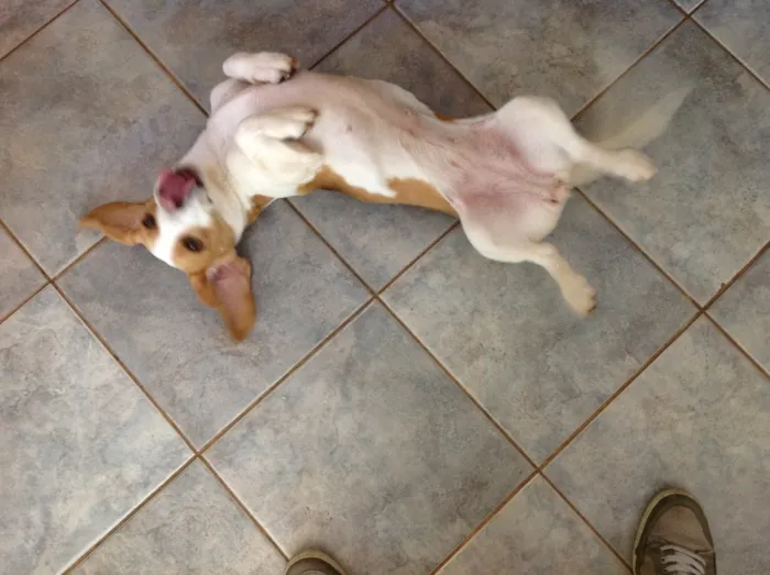 Cachorro raça Beagle idade 6 ou mais anos nome Duda