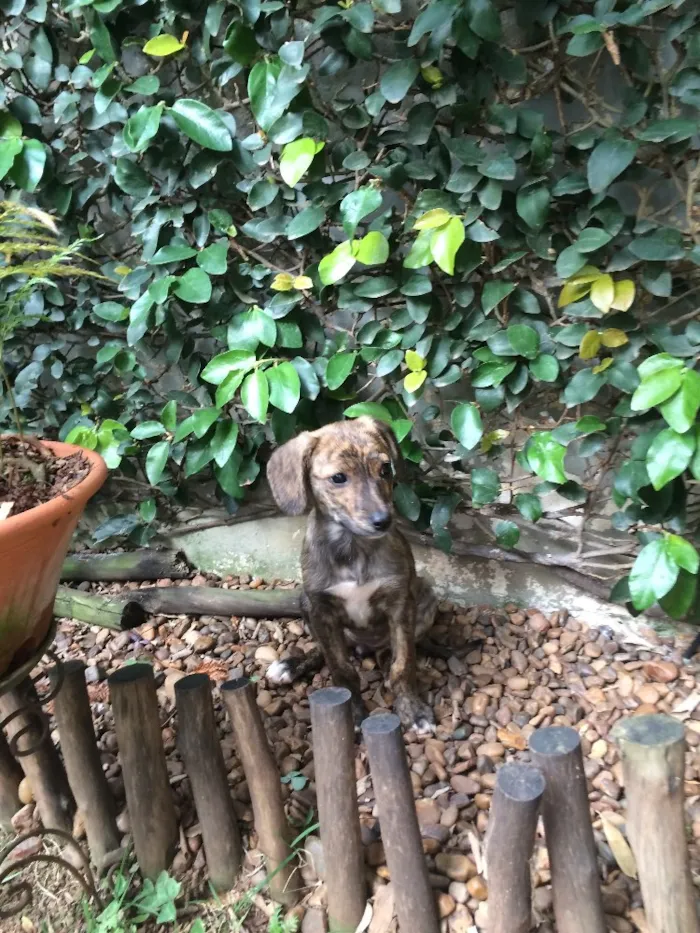 Cachorro ra a SRD idade 2 a 6 meses nome Jolie