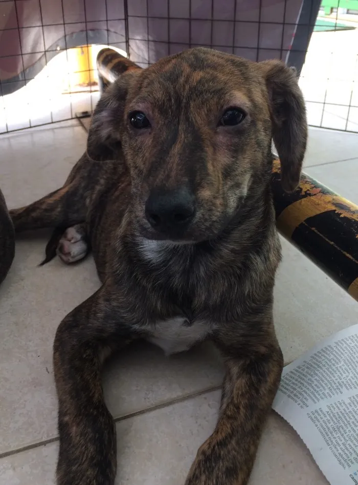 Cachorro ra a SRD idade 2 a 6 meses nome Jolie
