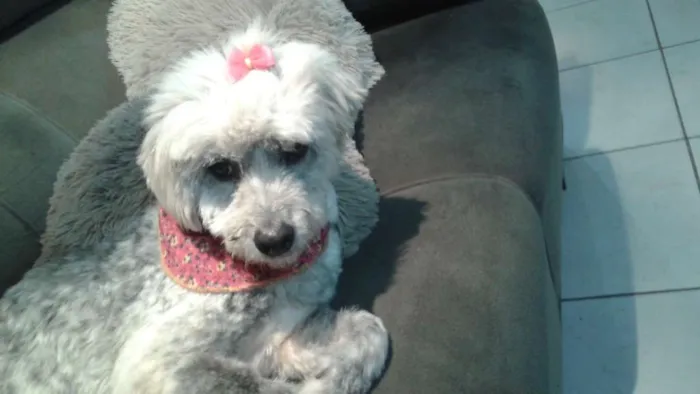 Cachorro ra a SRD idade 6 ou mais anos nome Frida