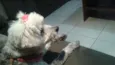 Frida