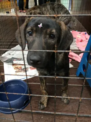 Cachorro raça SRD idade 2 a 6 meses nome Chanel
