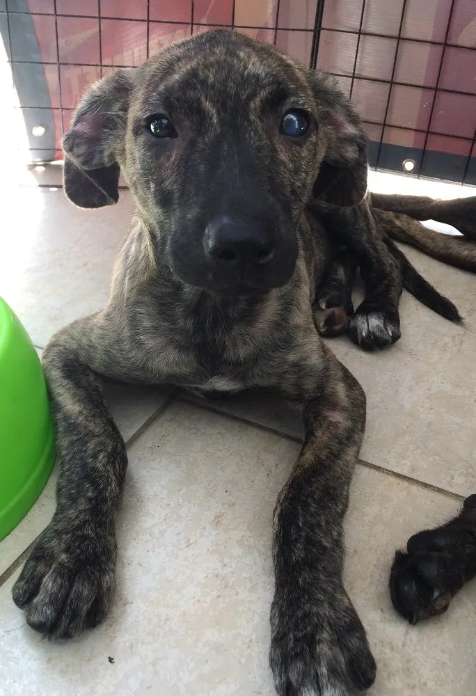 Cachorro ra a SRD idade 2 a 6 meses nome Brad