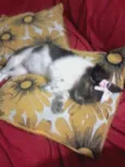 Jessy