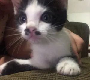 Gato raça Sem raça definida idade 2 a 6 meses nome Mike