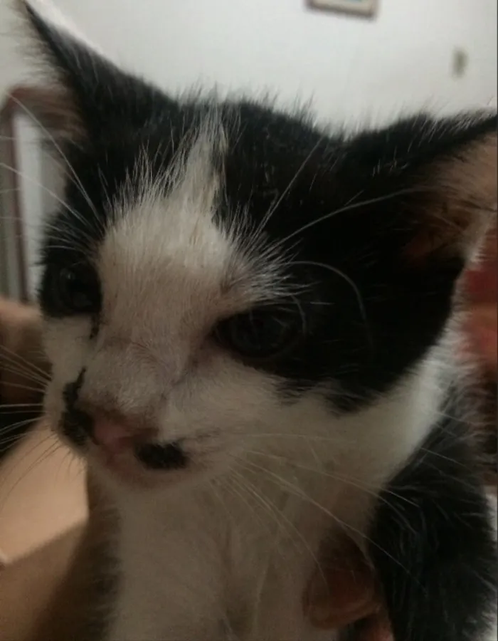 Gato ra a Sem raça definida idade 2 a 6 meses nome Mike