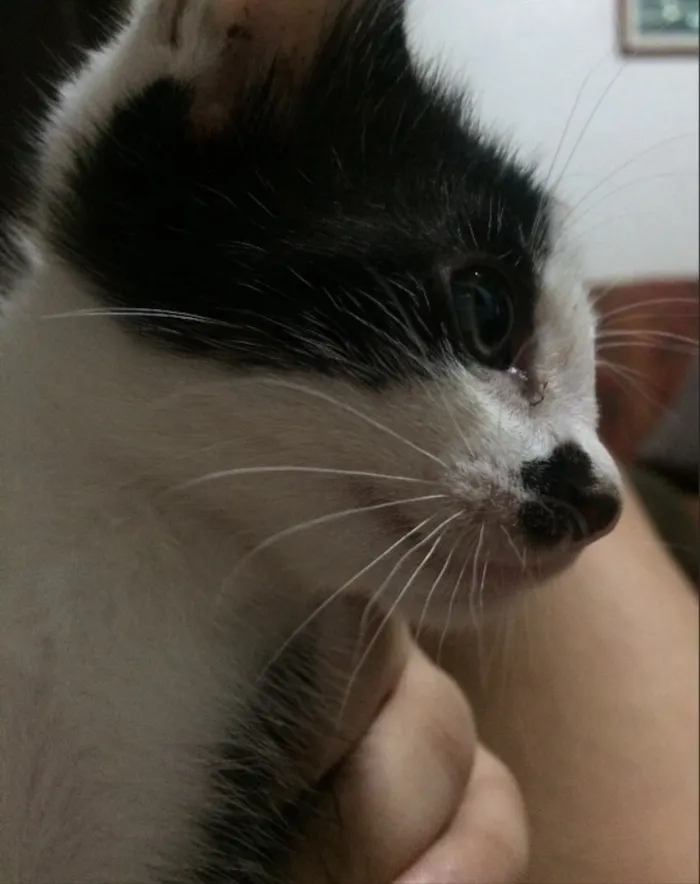 Gato ra a Sem raça definida idade 2 a 6 meses nome Mike