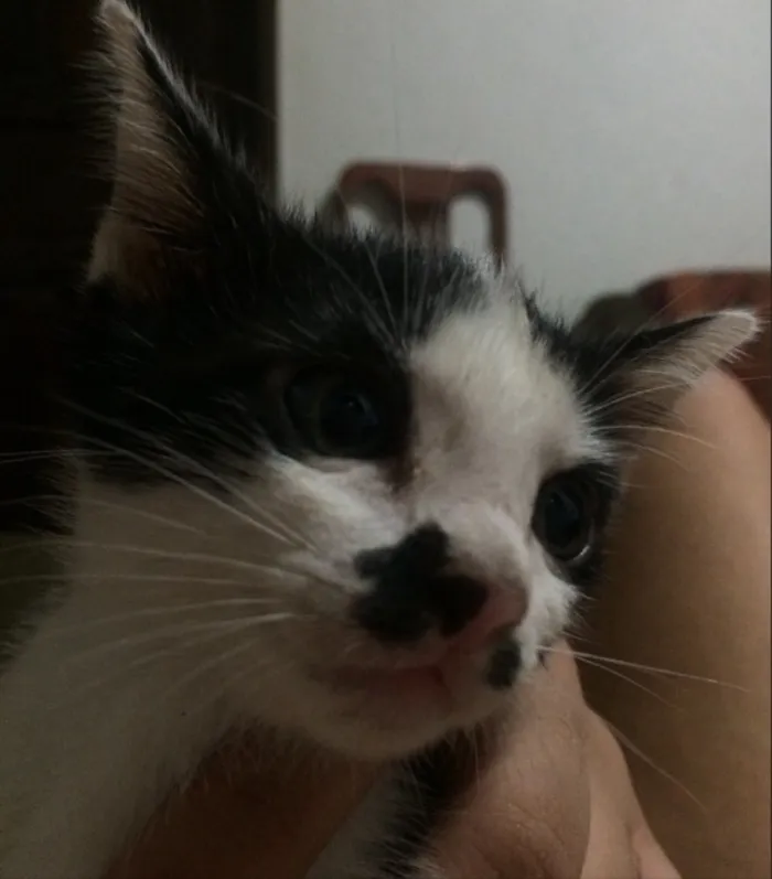 Gato ra a Sem raça definida idade 2 a 6 meses nome Mike
