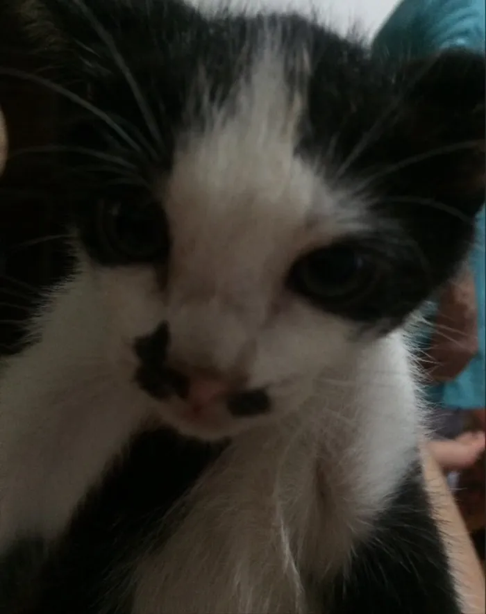 Gato ra a Sem raça definida idade 2 a 6 meses nome Mike
