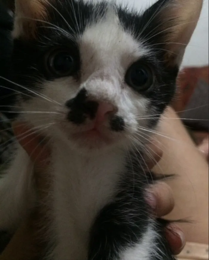 Gato ra a Sem raça definida idade 2 a 6 meses nome Mike