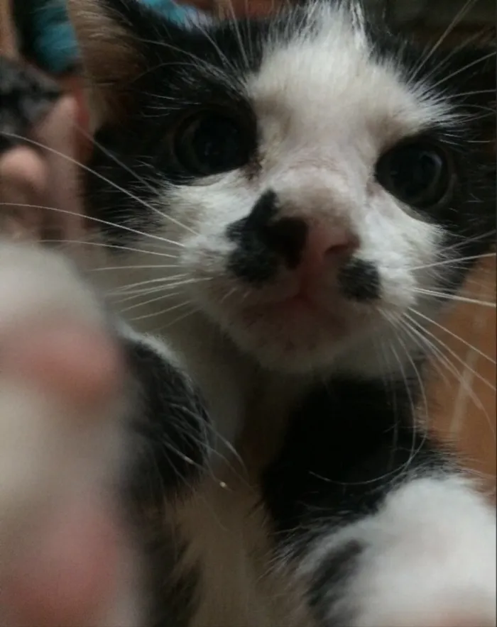 Gato ra a Sem raça definida idade 2 a 6 meses nome Mike