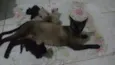 Gatinhas Siamesas