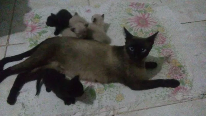 Gato raça Siamês idade Abaixo de 2 meses nome Gatinhas Siamesas
