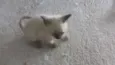 Gatinhas Siamesas